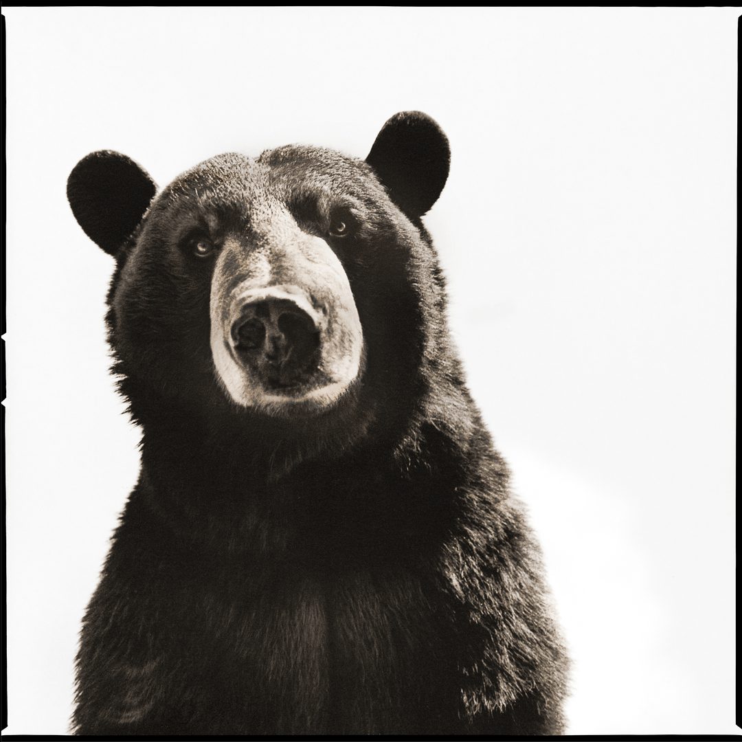 Oso negro