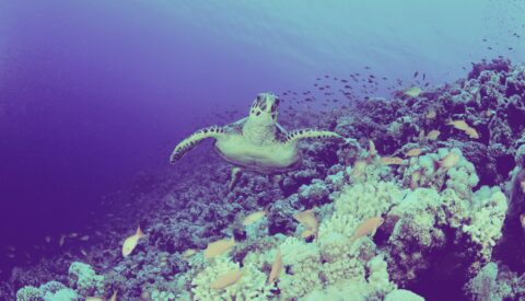 Galardones que protegen la biodiversidad
