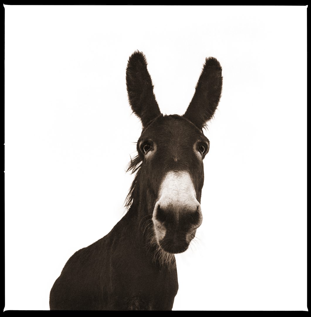 Burro