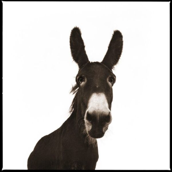 Wildlife Portrait