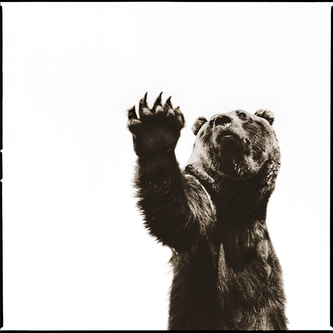 Oso pardo