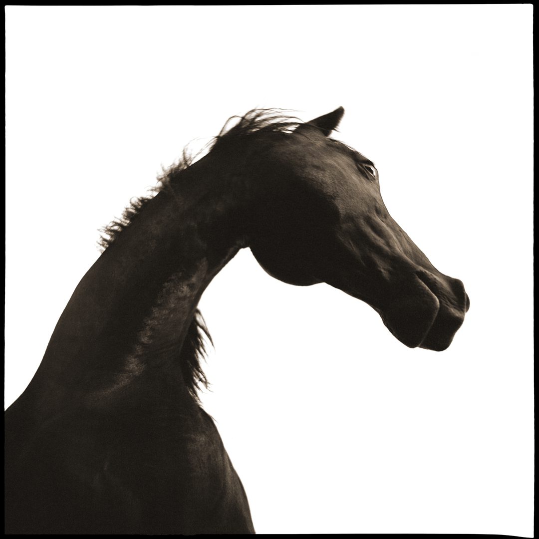 Caballo