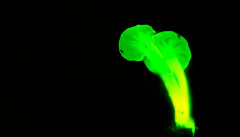 Plantas bioluminiscentes: ¿podrían los árboles sustituir a las farolas?