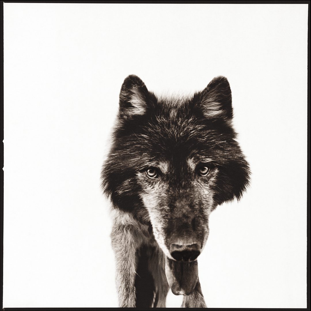 Lobo