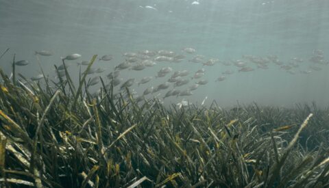 El calentamiento del mar acorrala a la posidonia, pulmón del Mediterráneo