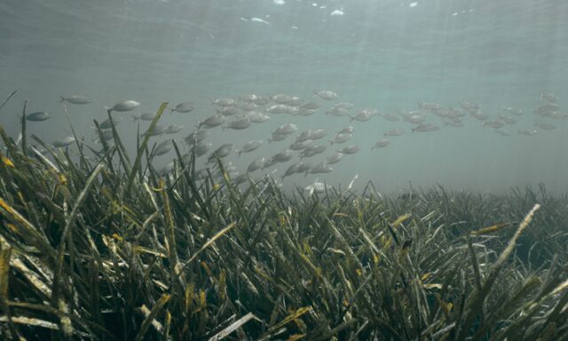 El calentamiento del mar acorrala a la posidonia, pulmón del Mediterráneo
