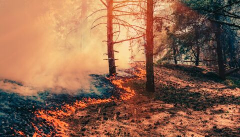 España sabe apagar incendios, pero sigue llegando tarde a prevenirlos
