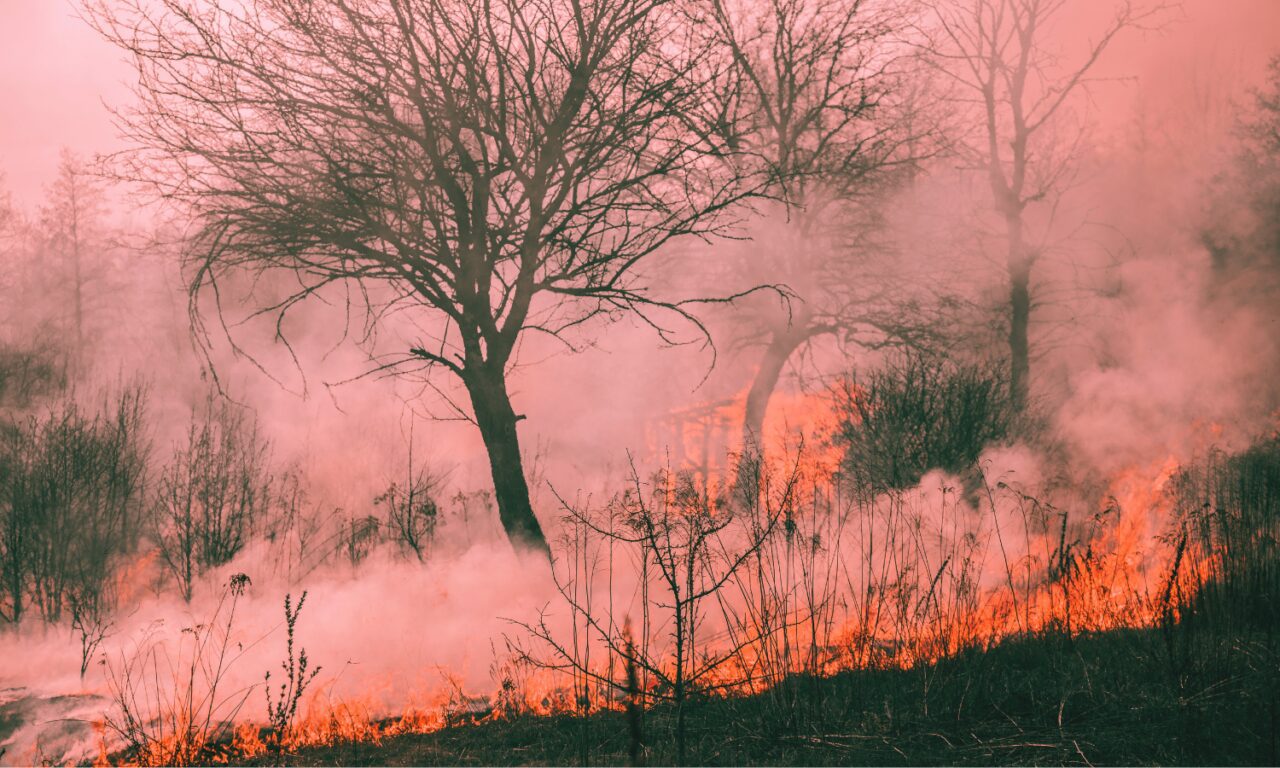 El coste de los incendios forestales
