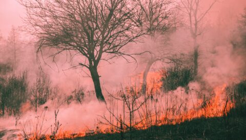 El coste de los incendios forestales