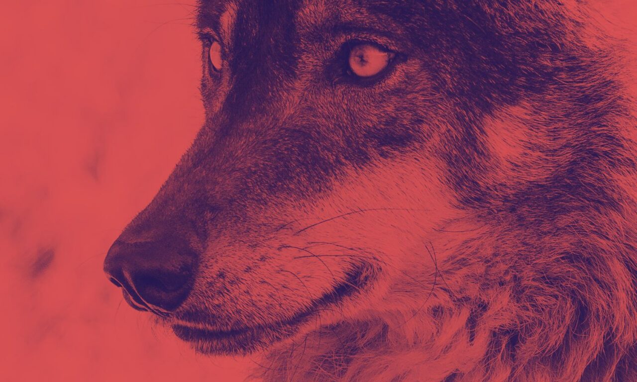 El problema del lobo ibérico en España y Portugal
