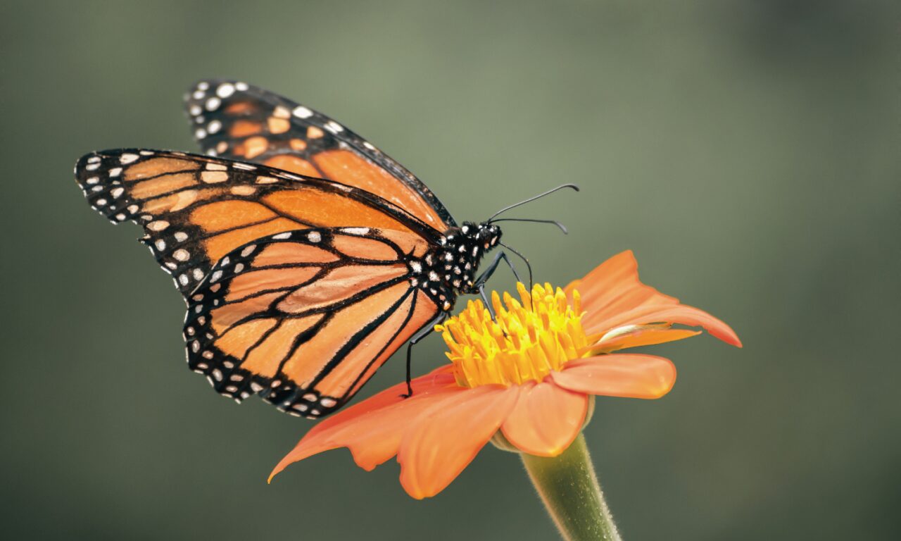 El calor extremo lleva al límite a la fauna silvestre