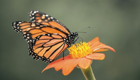 El calor extremo lleva al límite a la fauna silvestre