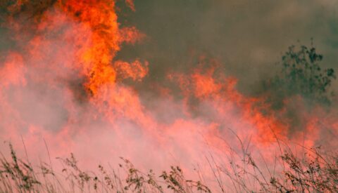 Los incendios forestales podrían quemar hasta un 192% más de superficie en Europa a finales de siglo