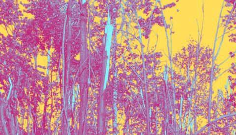 Devolver la vida a los bosques