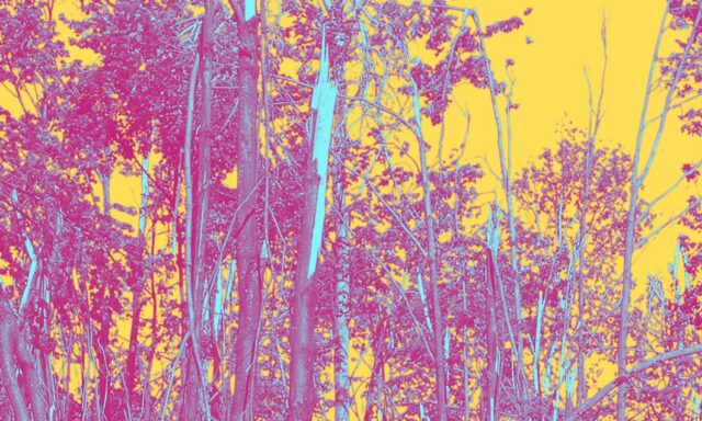 Devolver la vida a los bosques