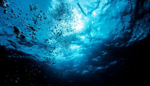 El calentamiento de los océanos podría encoger a la mayoría de la vida marina para 2100