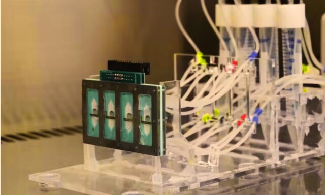 Un corazón en un chip: órganos de laboratorio que se parecen cada vez más a los de verdad