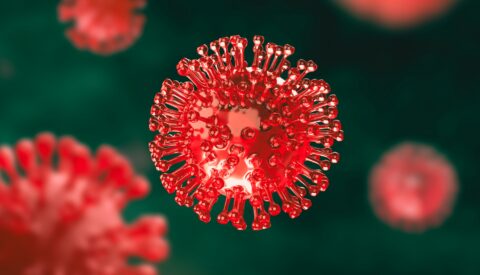 Ecología de los virus otoñales: cuáles son los más frecuentes y cómo interfieren entre sí